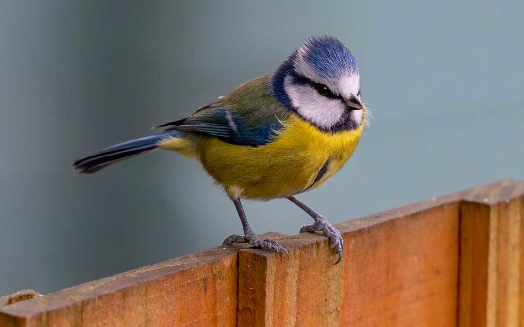 NOS ESPACES VERTS – FAVORISER LES OISEAUX  ET LES INSECTES