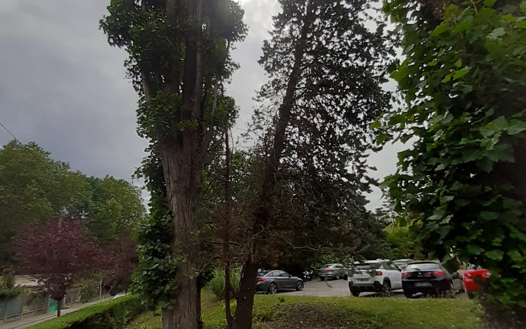 SUITE AUX ORAGES, ABATTAGE D&rsquo;UN ARBRE DANGEREUX