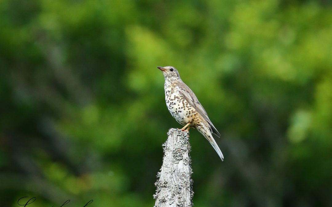 DANS LE PARC, UN OISEAU CHANTEUR SE DISTINGUE ACTUELLEMENT : LA GRIVE DRAINE