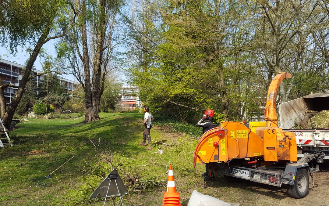 LES TRAVAUX DANS LE PARC : ELAGAGES, ABATTAGES ET NOUVELLES PLANTATIONS.
